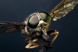 Create meme: horsefly, fly gadfly