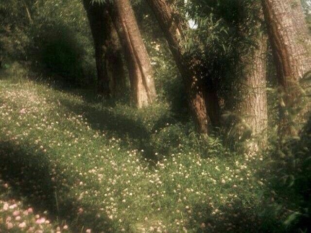 Create meme: Fairy forest aesthetics, emily harry greenwood green hill rainbow\, aesthetics of nature 13*15
