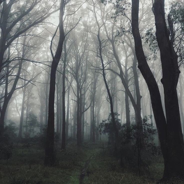 Create meme: foggy forest background, fog in the forest, dark forest