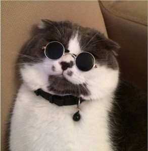 Создать мем: кот в круглых очках, котик в черных очках, котик в круглых очках