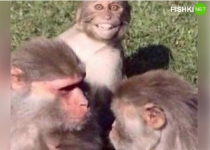 Создать мем: обезьяна обезьяна, дикая обезьяна, обезьянки