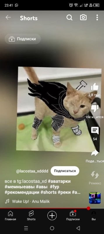 Создать мем: кошки прикольные, кот филимон, скриншот