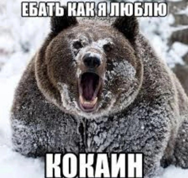 Создать мем: медведь зимой, медведь в снегу, медведь шатун