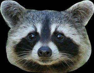 Create meme: enot, the muzzle of a raccoon, the husky and raccoon