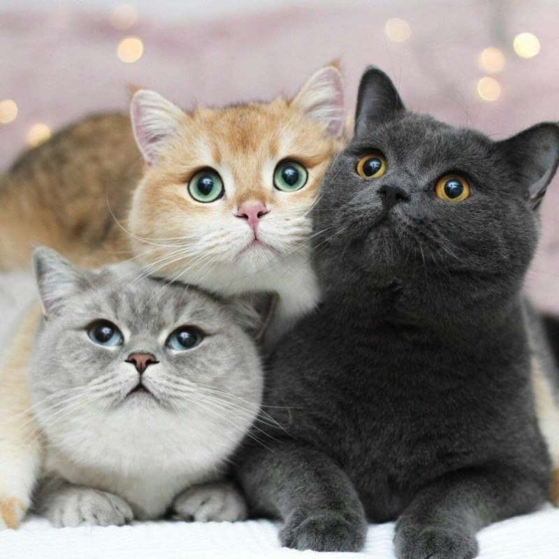 Create meme: british and scottish cat, cat , three cats