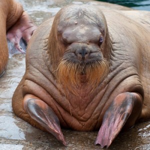 Create meme: Zubaidi, a walrus with a mustache, the walrus selfie