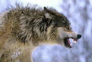 Create meme: wolf wolf, wolf furious, wolf wild