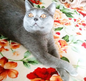 Создать мем: серый британец кот, шотландский скоттиш страйт серый, британский короткошерстный кот серый