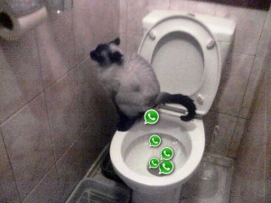 Создать мем: кот и кошка, toilet bowl, лучшие приколы