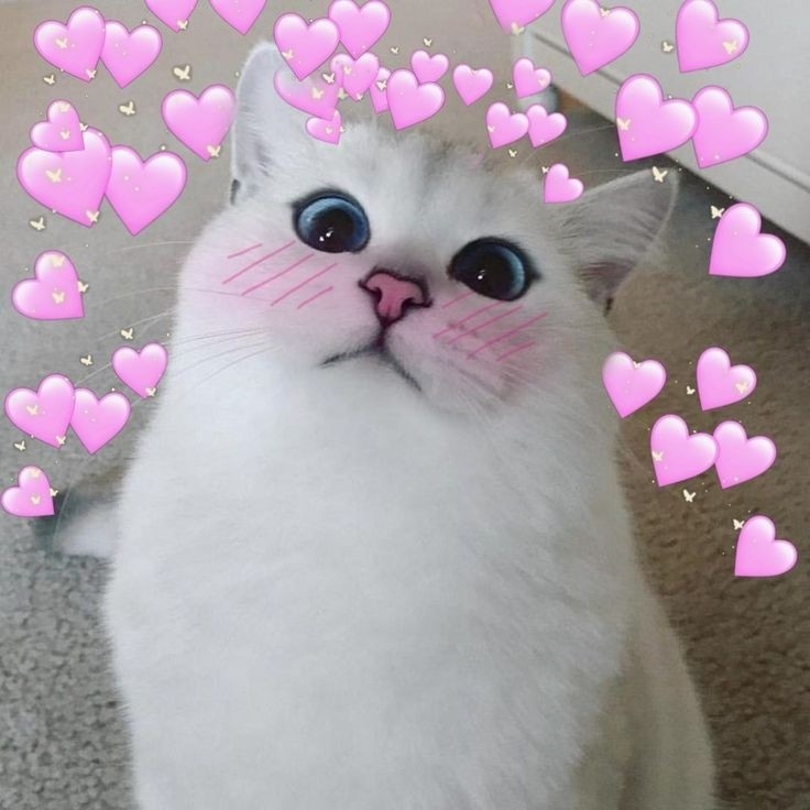 Create meme: kobe the cat, cute cats with hearts, cute cats with photoshop