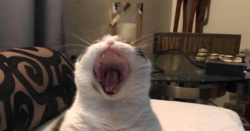 Create meme: screaming cat, cute animals, screaming cat meme