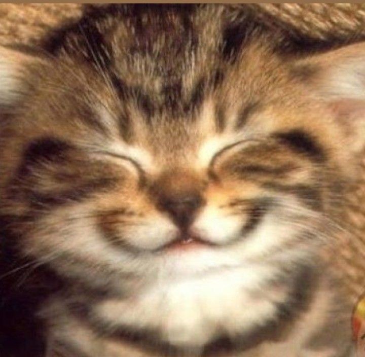 Create meme: morning summer, smile postcard, The kitty is smiling