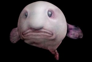 Create meme: fish drop card, fish drop from the movie, fish drop cartoon