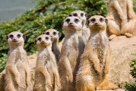 Create meme: photos of meerkats, picture three meerkat, meerkats Wallpapers