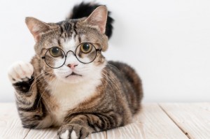 Create meme: cat with glasses, cats in glasses, cute cat