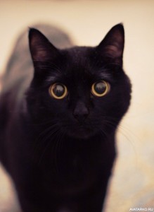 Создать мем: черный кот удивлен, черная кошечка, чёрная кошка