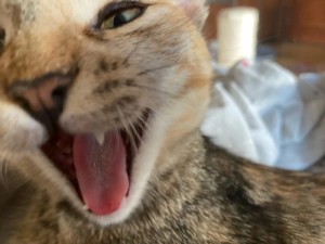 Create meme: yawning cat, yawning cat, cat