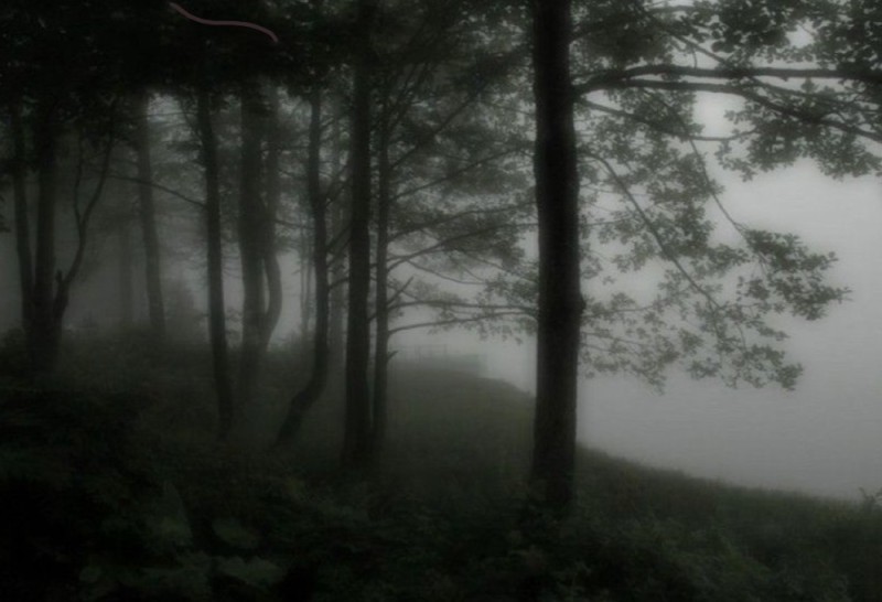 Create meme: forest in the fog, fog nature, forest misty