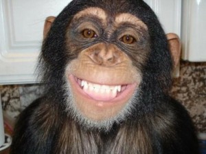 Create meme: chimp smiles, the monkey is smiling, smile monkey