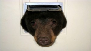 Создать мем: медведь взломщик, медведь гризли, медведь застрял в двери