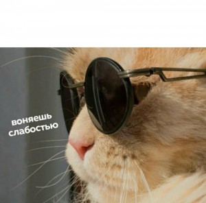 Создать мем: кот в черных очках, кот с очками мем, кот очки