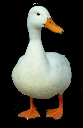 Create meme: duck , Duck star 53, duck duck