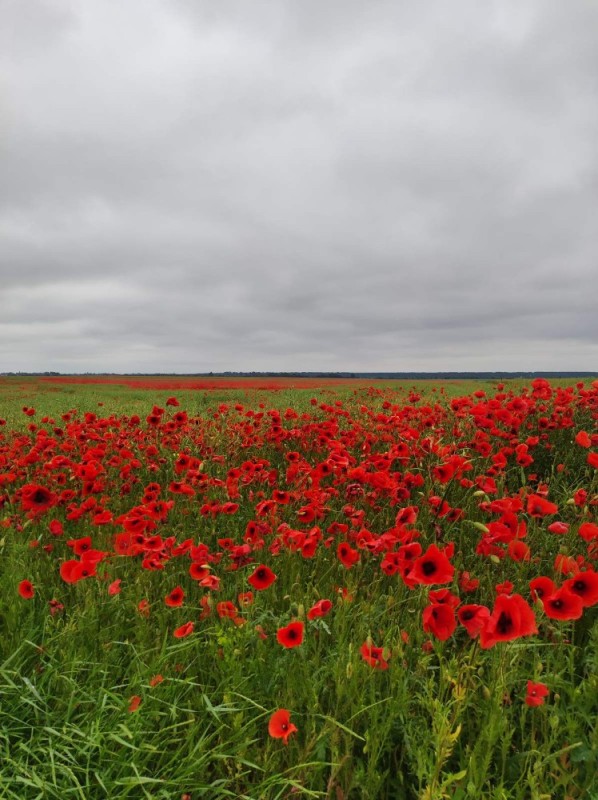 Create meme: poppy field, field of poppies, poppies field