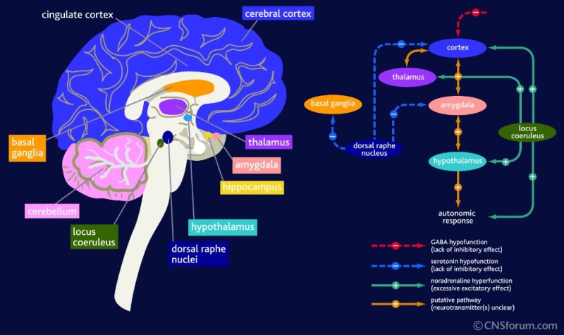 Создать мем: нейромедиаторы мозга, кортекс мозг, гамкергическая система мозга