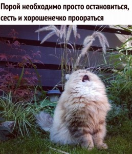 Создать мем: лолкот, сытый кот довольный кот, весна пришла весна пришла котоматрица