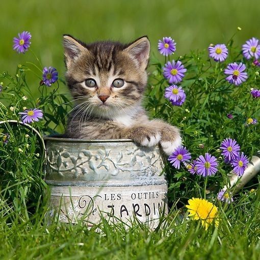 Создать мем: котенок с цветочком, животные домашние, котята и цветы
