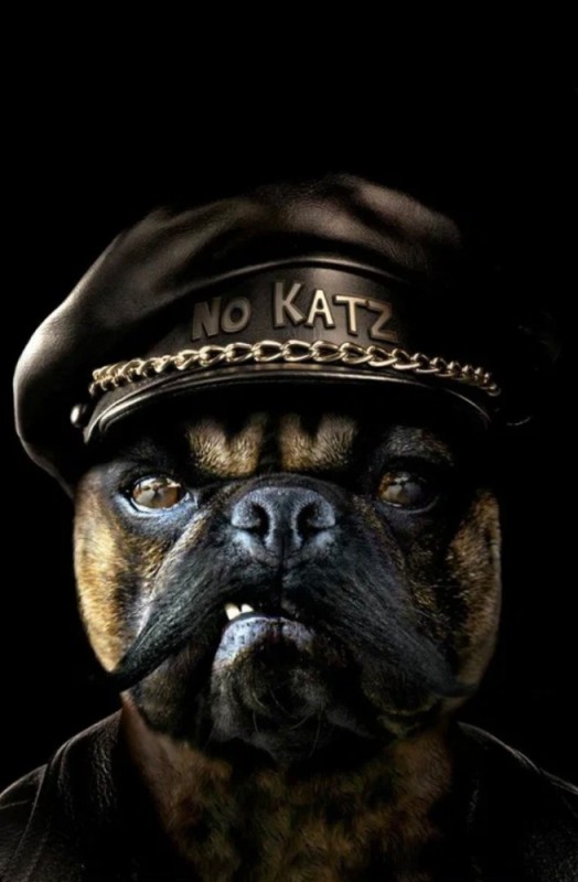Создать мем: французский бульдог злой, крутая собака, черный бульдог
