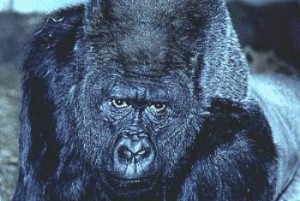 Create meme: Silverback Gorilla, gorilla giant, mountain gorilla