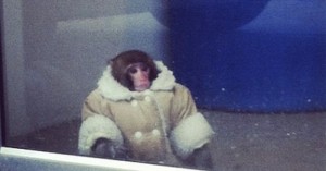 Create meme: monkey, monkey in a coat, monkey in a fur coat