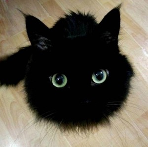 Create meme: black kitten, black cat, the cat is black