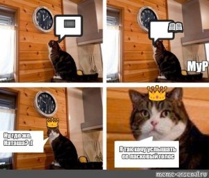 Создать мем: мемы с котами, мем кот пора шаблон, кот мем
