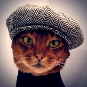 Create meme: cat cat, animals, ordinary cat