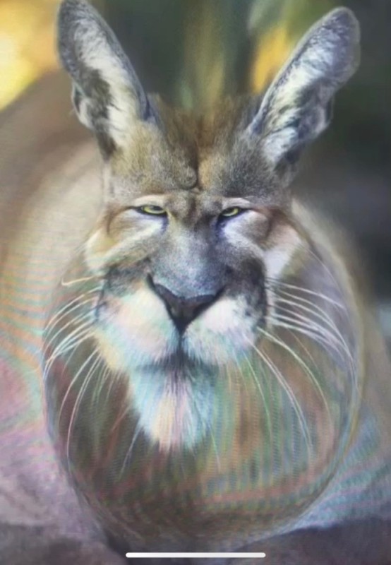 Create meme: caracals, lynx caracal, animal caracal