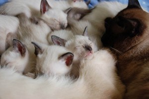 Create meme: animals, The Thai cat, Siamese kittens