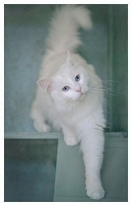 Создать мем: ангорская кошка, рэгдолл альбинос, кошки