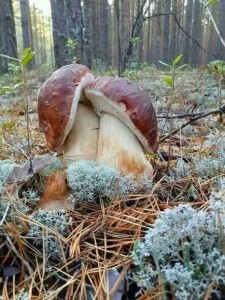 Создать мем: белый гриб сосновый пластинчатый, гриб боровик, невская дубровка грибы