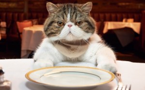 Create meme: the trip to the restaurant, restaurant, cat
