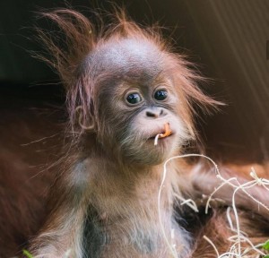 Create meme: orangutan young female, sad little orangutan, funny monkeys