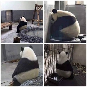 Create meme: Panda, Panda sad pictures, alone Panda