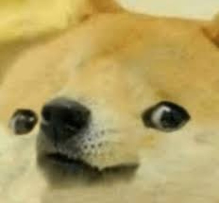 Create meme: shiba inu meme, sad doge, Shiba inu dogs