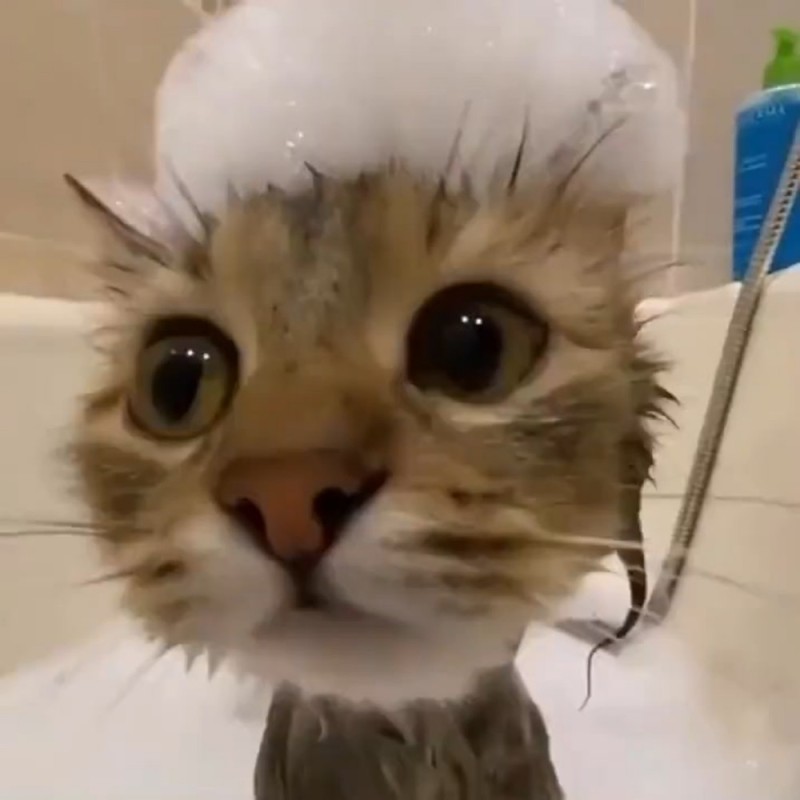 Create meme: the washed cat is in shock, cute cats funny, cat funny 