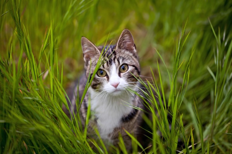 Создать мем: котик на зеленой травке, кот взгляд, кот