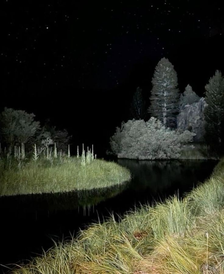 Create meme: Konstantin Korzhavin's coniferous garden, night forest , night in the woods