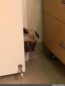 Create meme: the dog looks out from around the corner, funny animals , pug funny