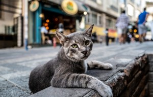 Создать мем: большой серый кот, кот серый, уличные кошки