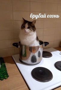 Создать мем: кошки, кот в сковородке, котики
